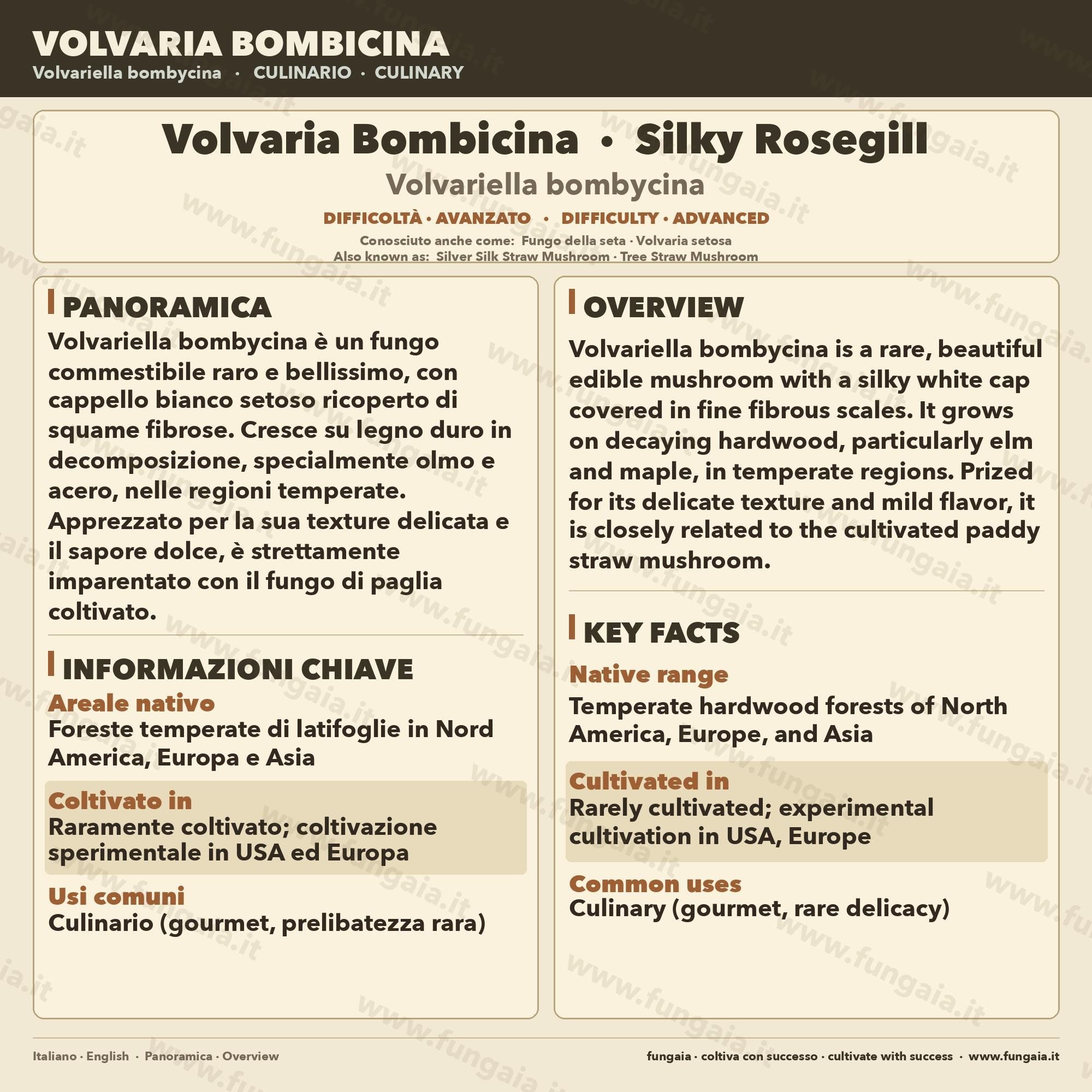 Volvariella bombycina Coltura Liquida | Fungo Gourmet Raro