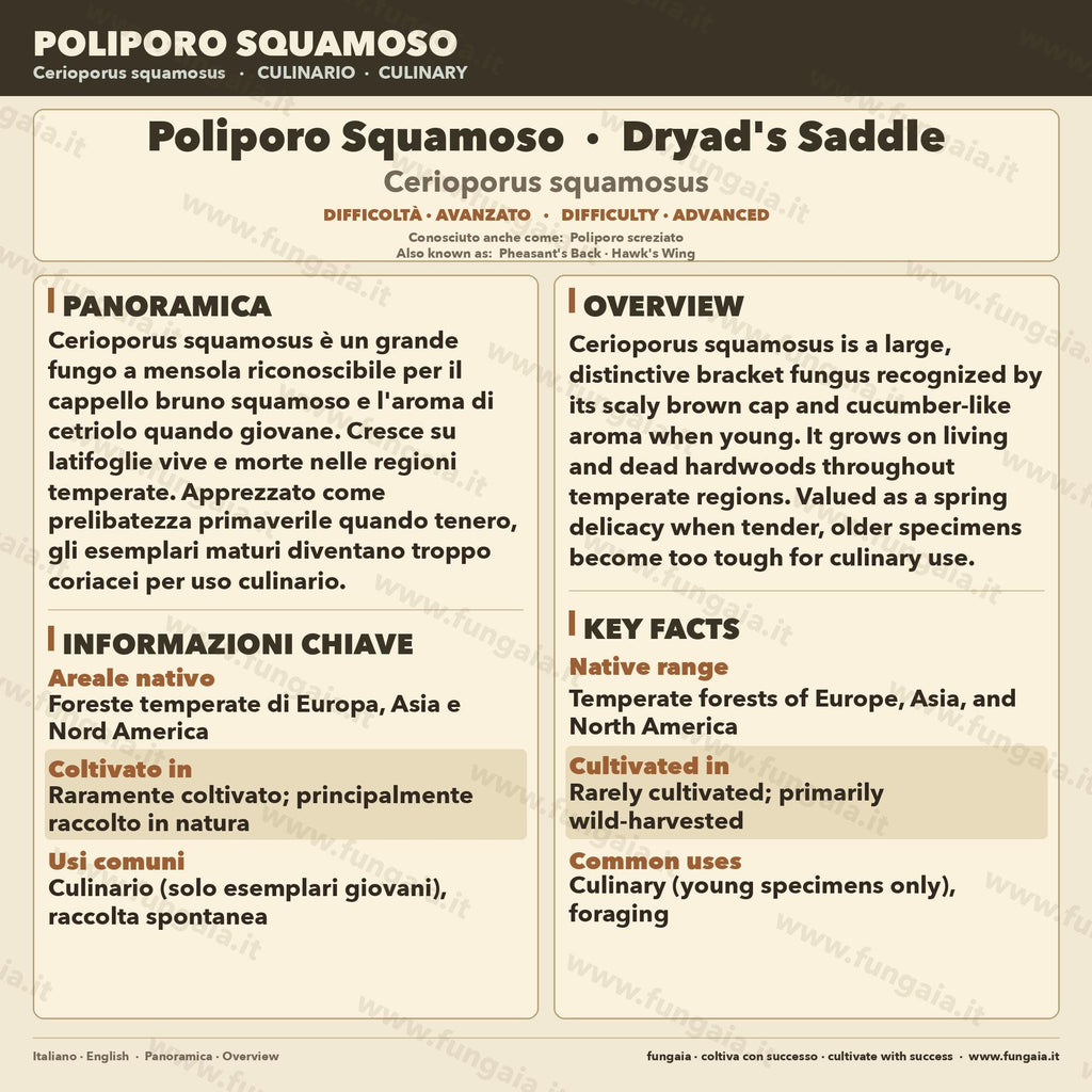 Cerioporus squamosus Coltura Liquida | Poliporo Scaglie Gourmet