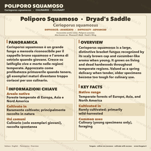 Cerioporus squamosus Coltura Liquida | Poliporo Scaglie Gourmet