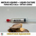 Cerioporus squamosus Coltura Liquida | Poliporo Scaglie Gourmet