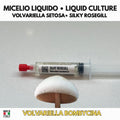 Volvariella bombycina Coltura Liquida | Fungo Gourmet Raro