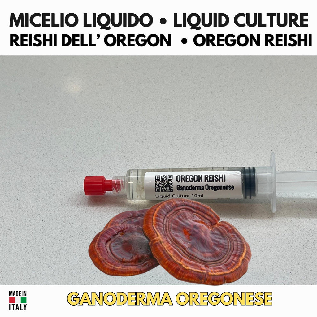 Coltura Liquida Ganoderma oregonense Reishi Oregon Premium