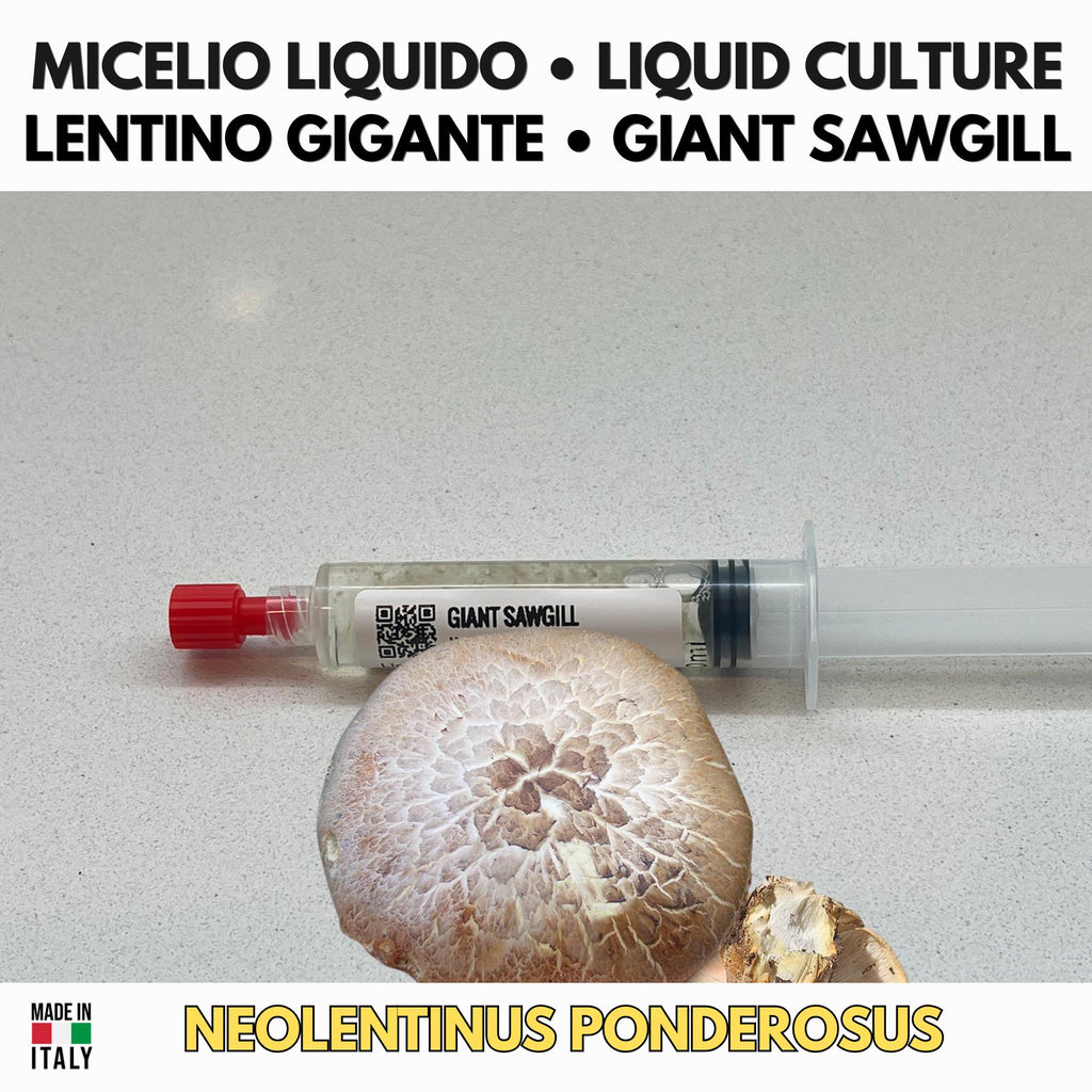 Neolentinus ponderosus Coltura Liquida Micelio Fungo Raro Gourmet