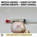 Neolentinus ponderosus Coltura Liquida Micelio Fungo Raro Gourmet