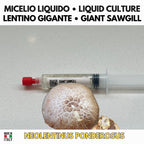 Neolentinus ponderosus Coltura Liquida Micelio Fungo Raro Gourmet