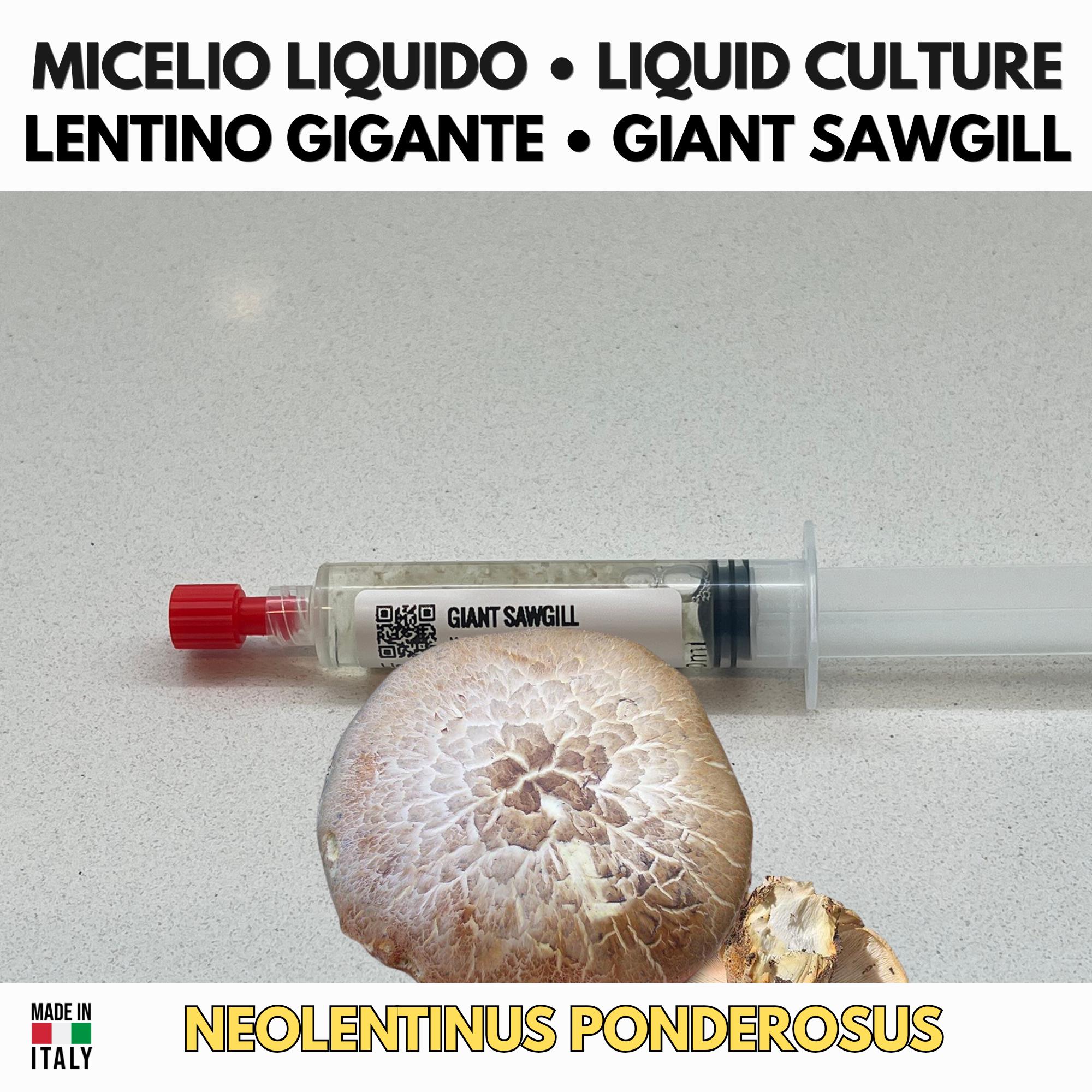 Neolentinus ponderosus Coltura Liquida Micelio Fungo Raro Gourmet