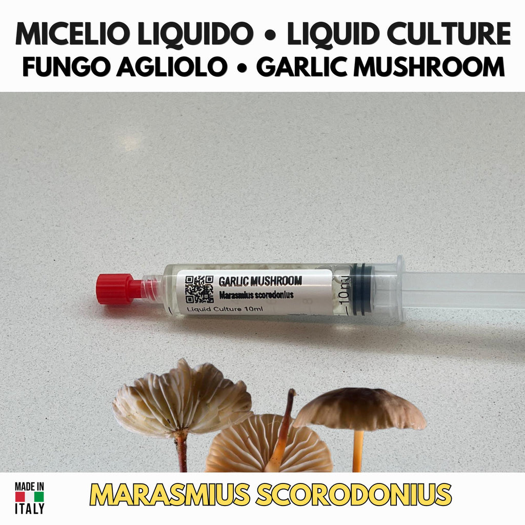 Marasmius scorodonius Fungo Agliolo Coltura Liquida Gourmet Rara
