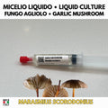 Marasmius scorodonius Fungo Agliolo Coltura Liquida Gourmet Rara