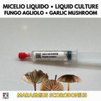 Marasmius scorodonius Fungo Agliolo Coltura Liquida Gourmet Rara