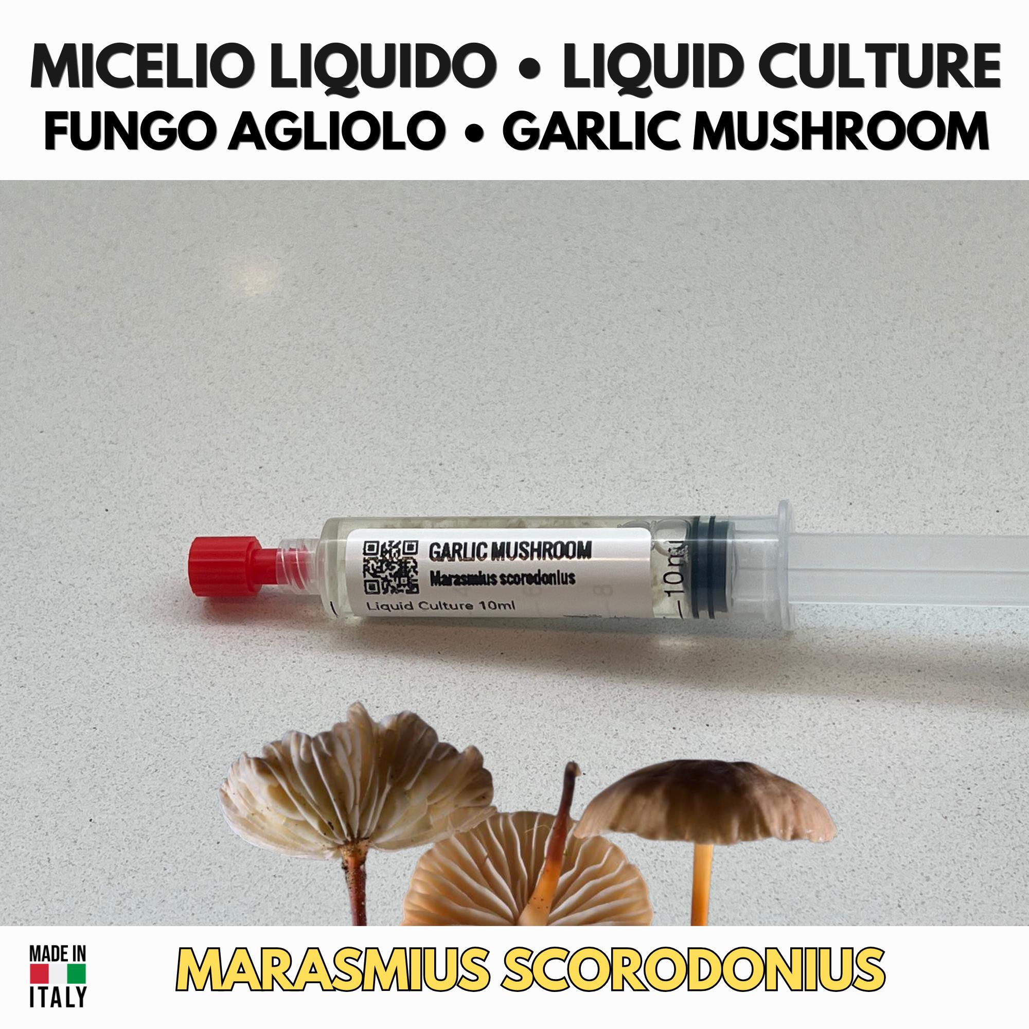 Marasmius scorodonius Fungo Agliolo Coltura Liquida Gourmet Rara