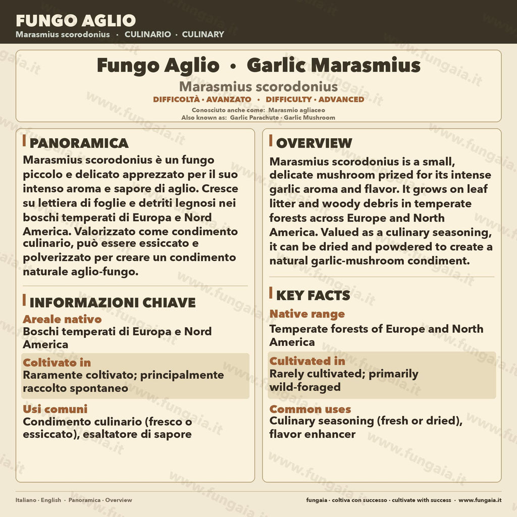 Marasmius scorodonius Fungo Agliolo Coltura Liquida Gourmet Rara