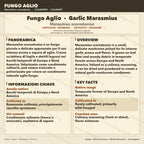 Marasmius scorodonius Fungo Agliolo Coltura Liquida Gourmet Rara