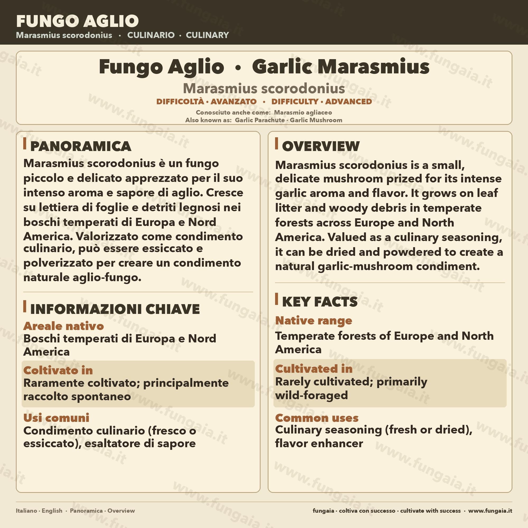 Marasmius scorodonius Fungo Agliolo Coltura Liquida Gourmet Rara