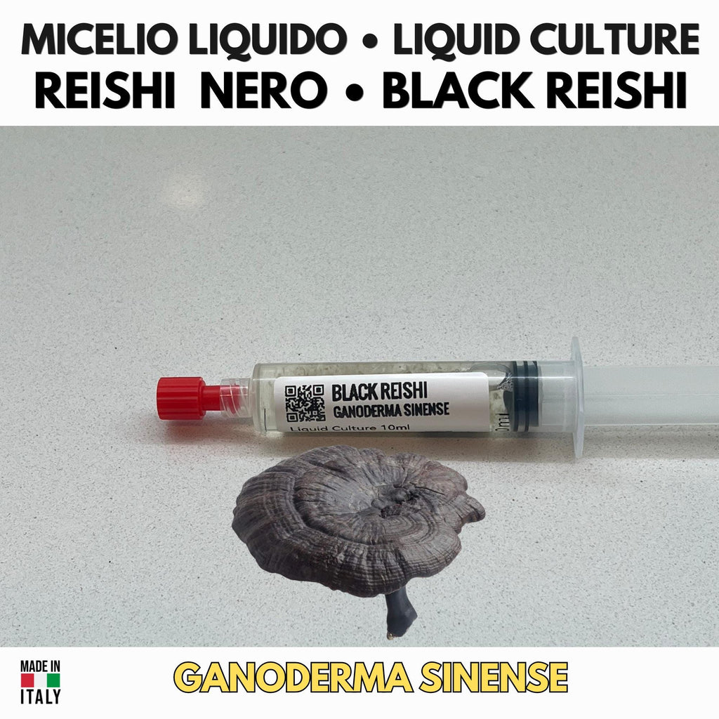 Ganoderma sinense Coltura Liquida Reishi Nero Cinese 10ml