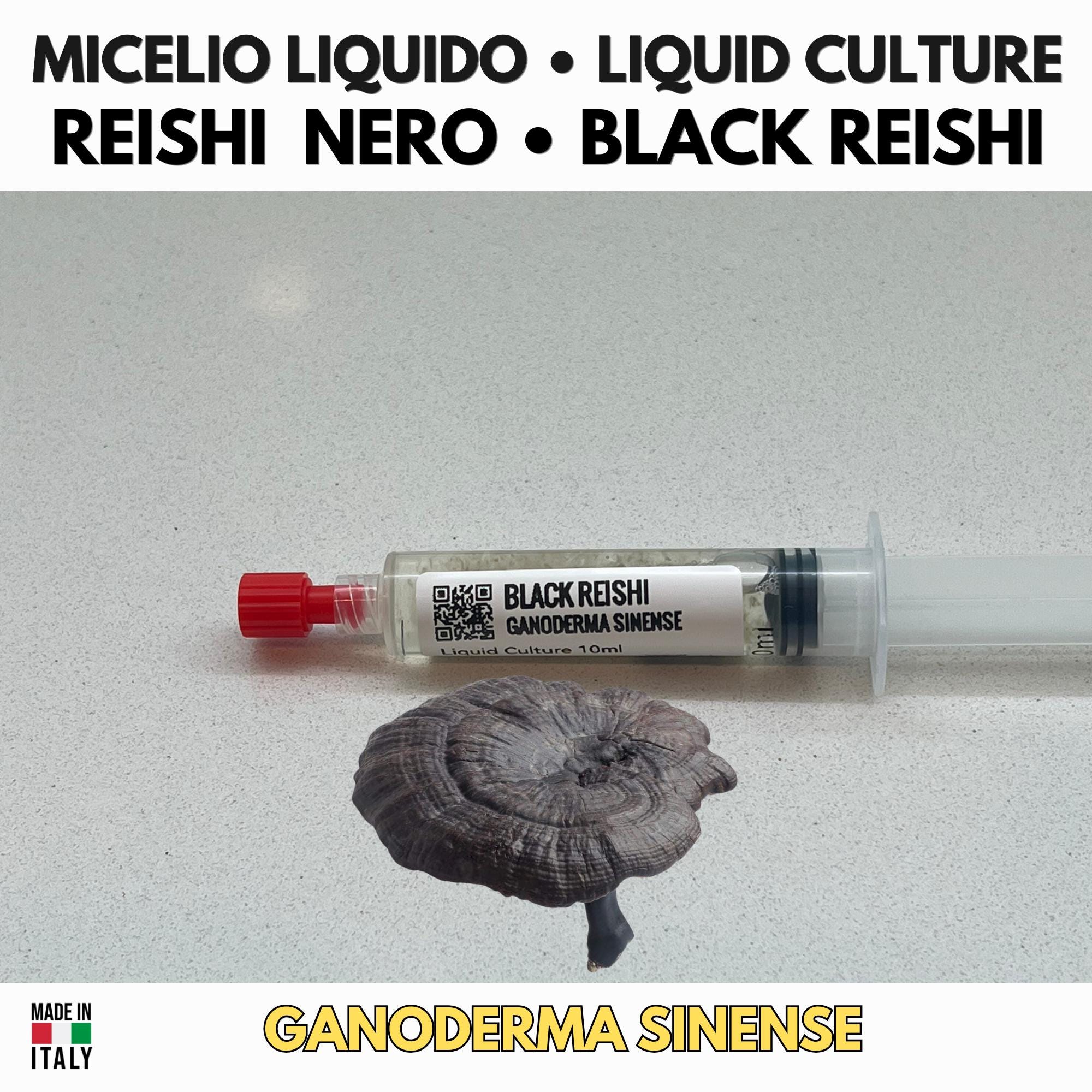 Ganoderma sinense Coltura Liquida Reishi Nero Cinese 10ml
