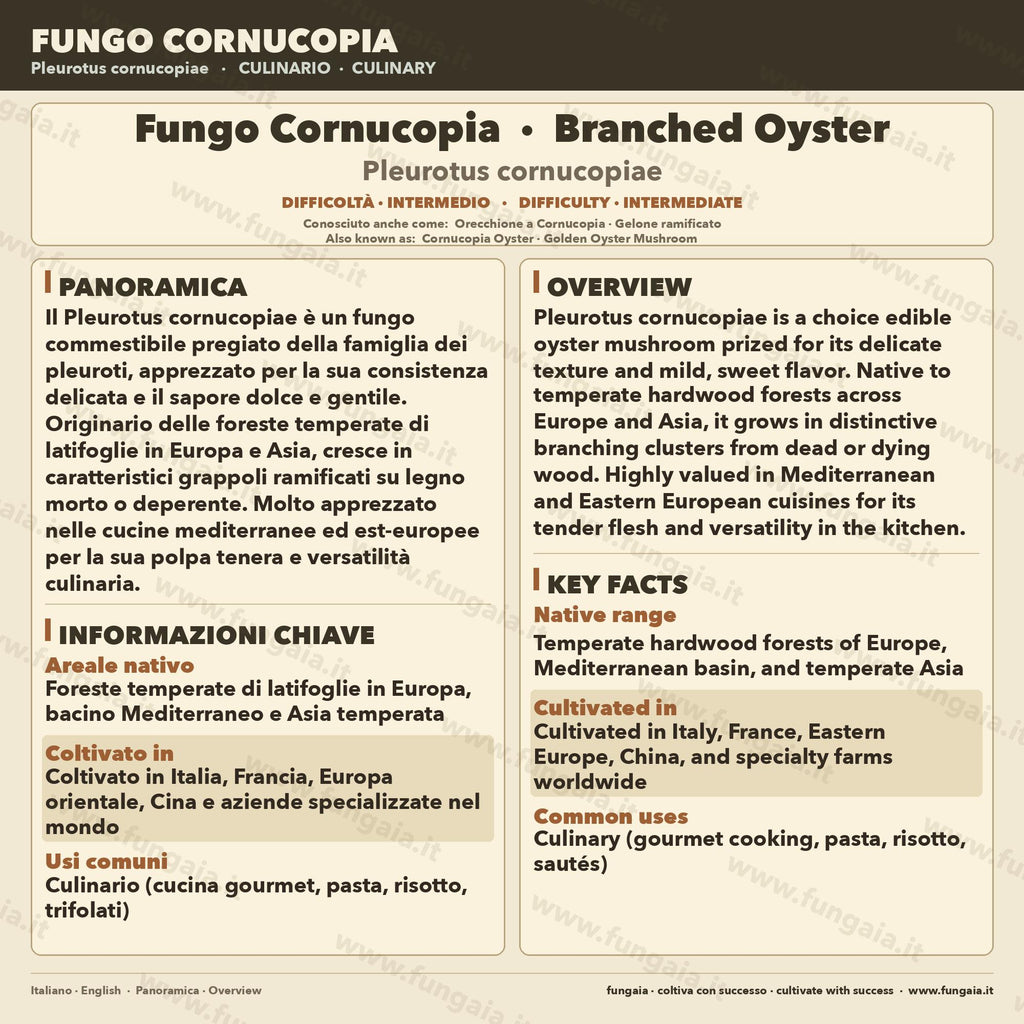 Pleurotus cornucopiae Coltura Liquida • Fungo Cornucopia Gourmet