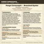 Pleurotus cornucopiae Coltura Liquida • Fungo Cornucopia Gourmet