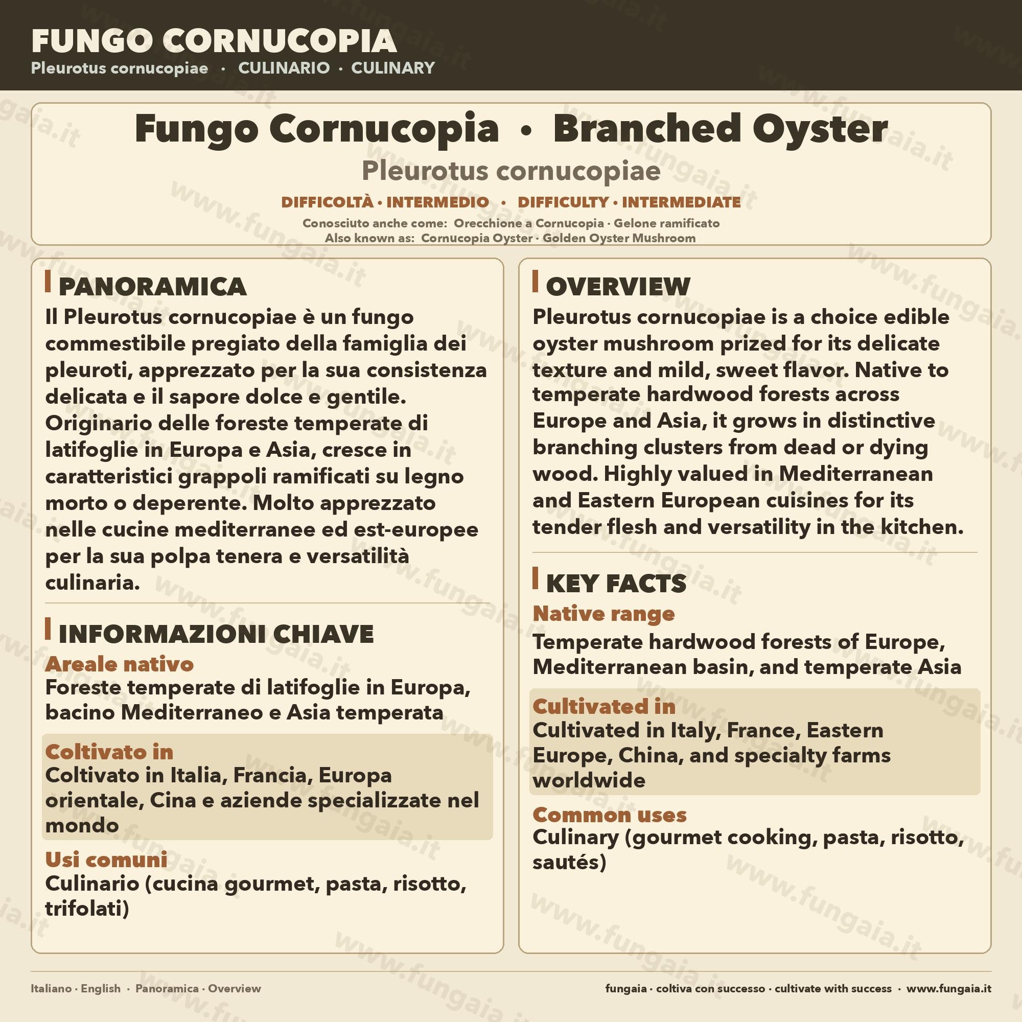 Pleurotus cornucopiae Coltura Liquida • Fungo Cornucopia Gourmet