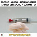 Hypsizygus ulmarius Coltura Liquida Shimeji dell'Olmo 10ml