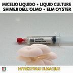 Hypsizygus ulmarius Coltura Liquida Shimeji dell'Olmo 10ml