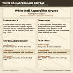 Koji Bianco Aspergillus oryzae Slant Agar | Coltura Premium