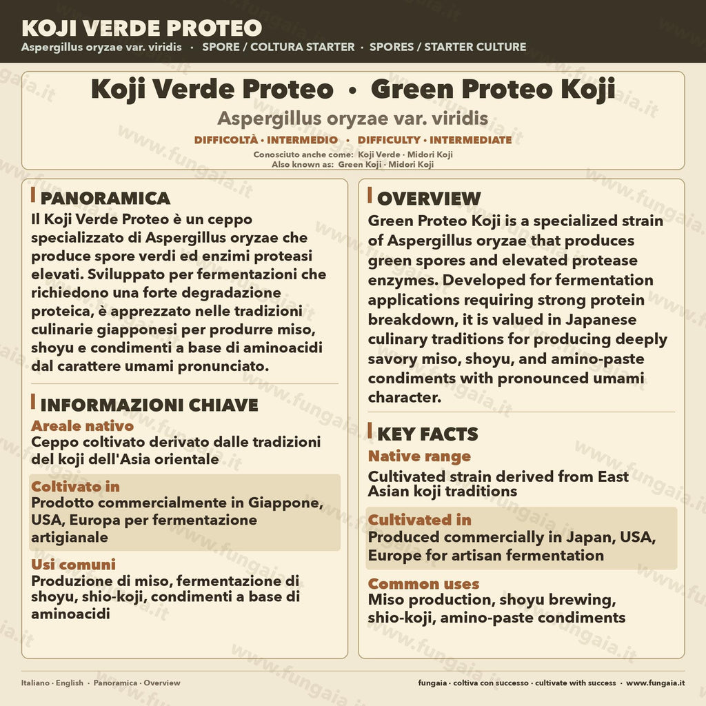 Slant Koji Proteo Verde • Aspergillus oryzae • Garum e Koji Carne