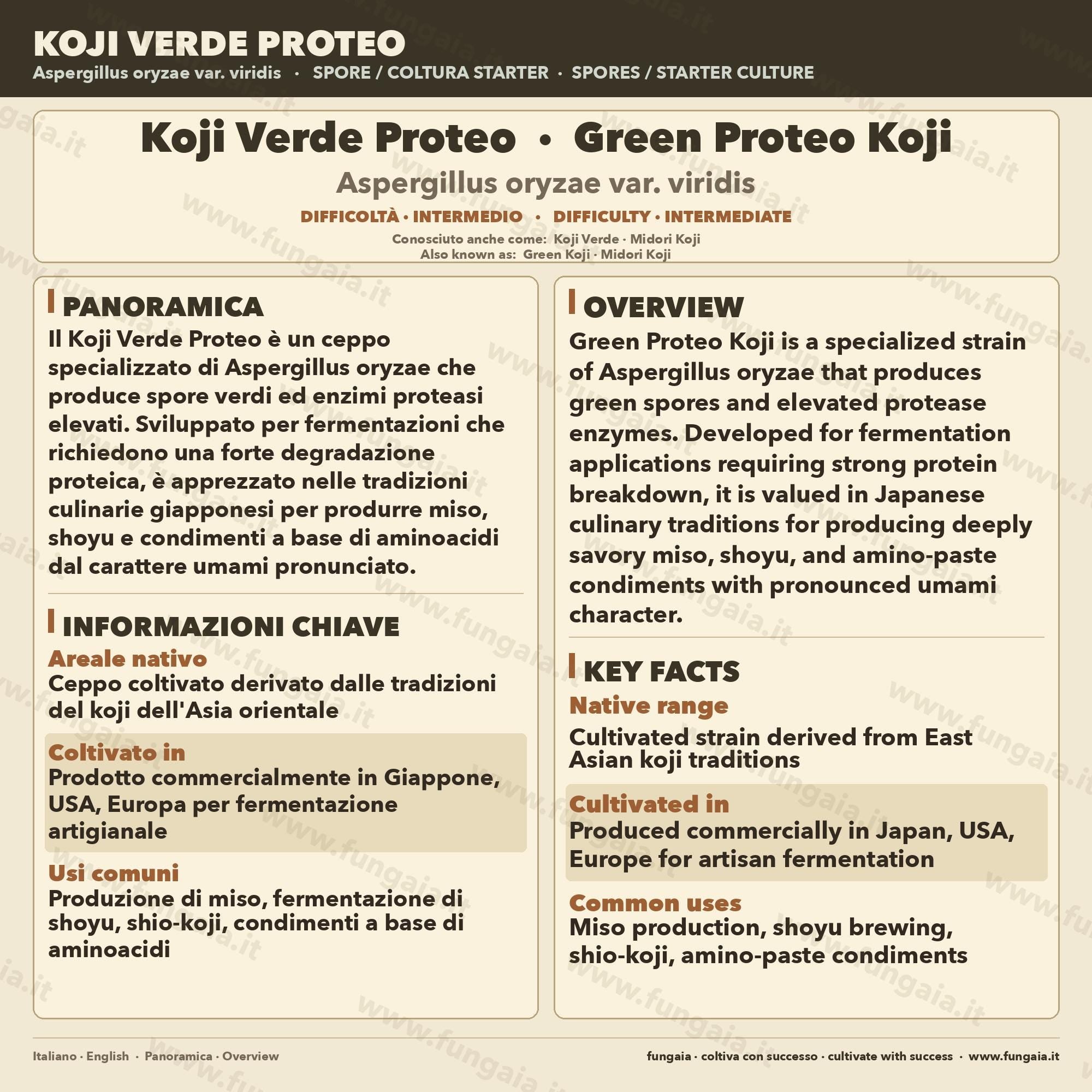 Slant Koji Proteo Verde • Aspergillus oryzae • Garum e Koji Carne