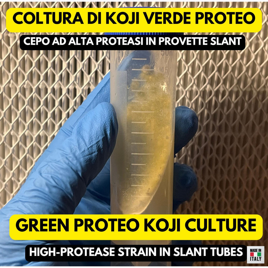Slant Koji Proteo Verde • Aspergillus oryzae • Garum e Koji Carne
