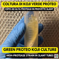 Slant Koji Proteo Verde • Aspergillus oryzae • Garum e Koji Carne