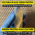 Slant Koji Proteo Verde • Aspergillus oryzae • Garum e Koji Carne