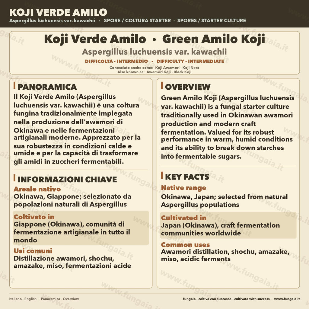 Slant Green Amilo Koji | Aspergillus oryzae per Miso e Sake
