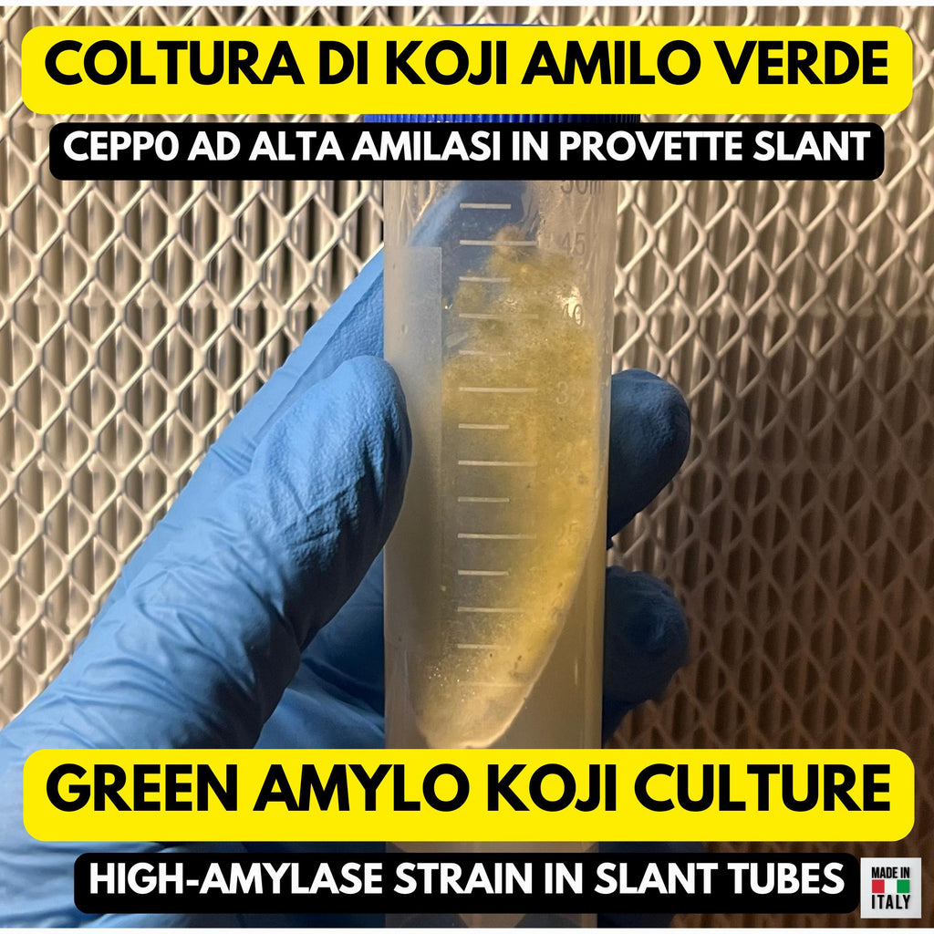 Slant Green Amilo Koji | Aspergillus oryzae per Miso e Sake