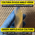 Slant Green Amilo Koji | Aspergillus oryzae per Miso e Sake
