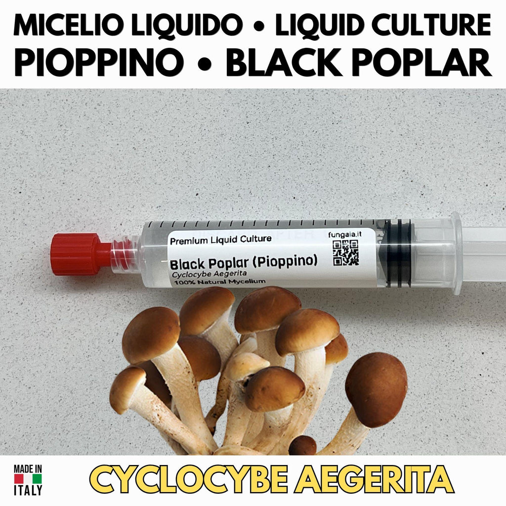 Slant di colture miceli G1 funghi gourmet Pioppino Cardoncello Pleurotus rosa Shiitake Donko cultura madre agar per produzione spawn