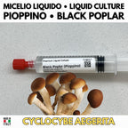 Slant di colture miceli G1 funghi gourmet Pioppino Cardoncello Pleurotus rosa Shiitake Donko cultura madre agar per produzione spawn