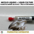 Coltura Liquida Marble Oyster 10ml • Pleurotus Gourmet Sterile