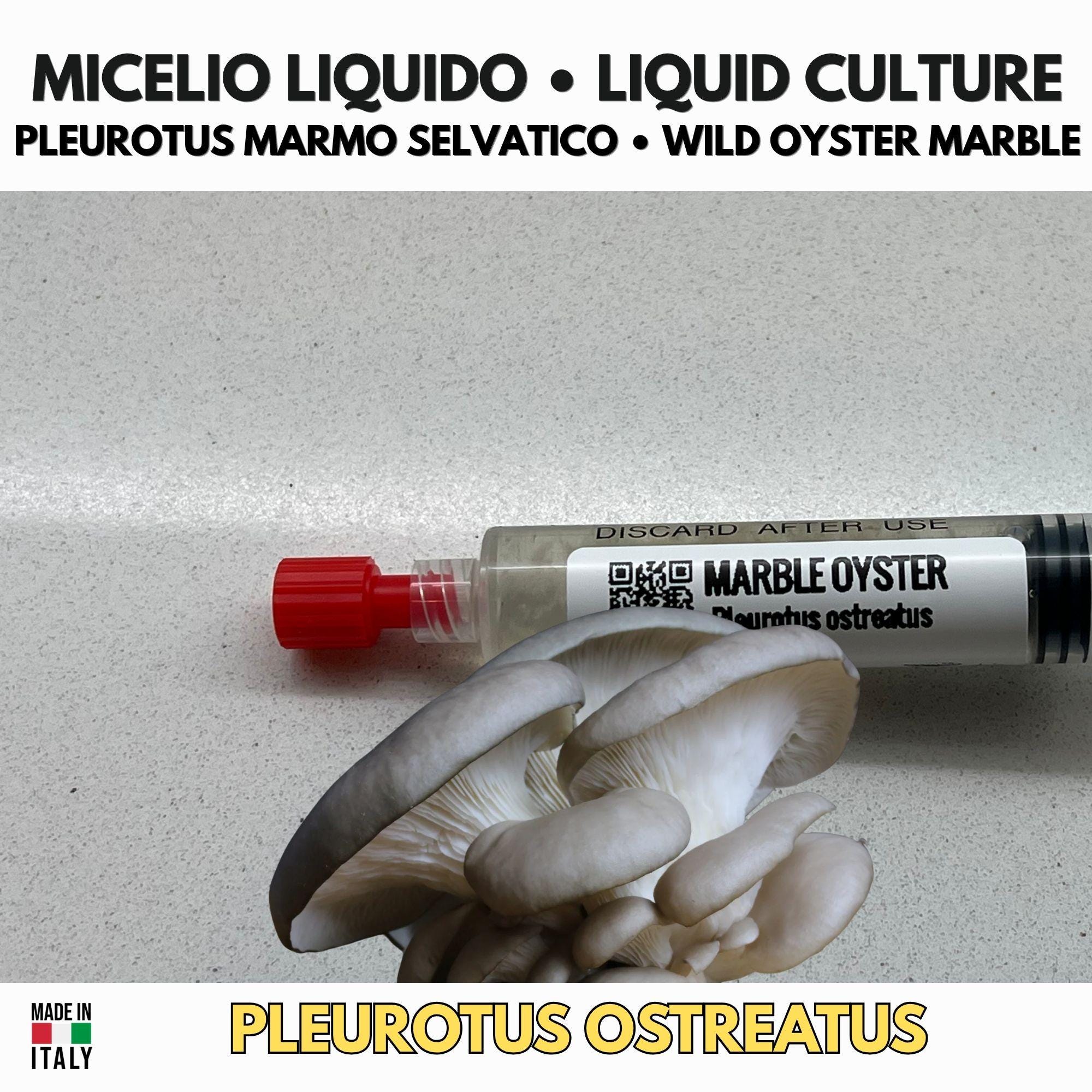 Coltura Liquida Marble Oyster 10ml • Pleurotus Gourmet Sterile