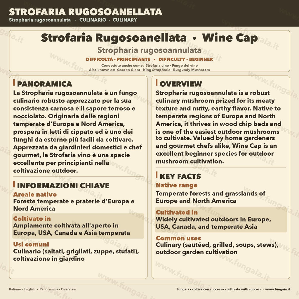 Coltura Liquida Stropharia Rugosoannulata 10ml | Wine Cap Fungo