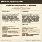 Coltura Liquida Stropharia Rugosoannulata 10ml | Wine Cap Fungo