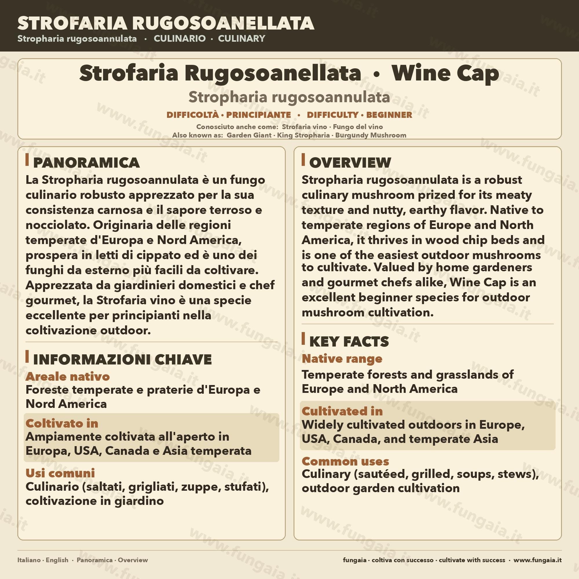 Coltura Liquida Stropharia Rugosoannulata 10ml | Wine Cap Fungo