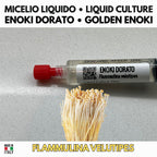 Coltura Liquida Flammulina Velutipes 10ml • Enoki Dorato
