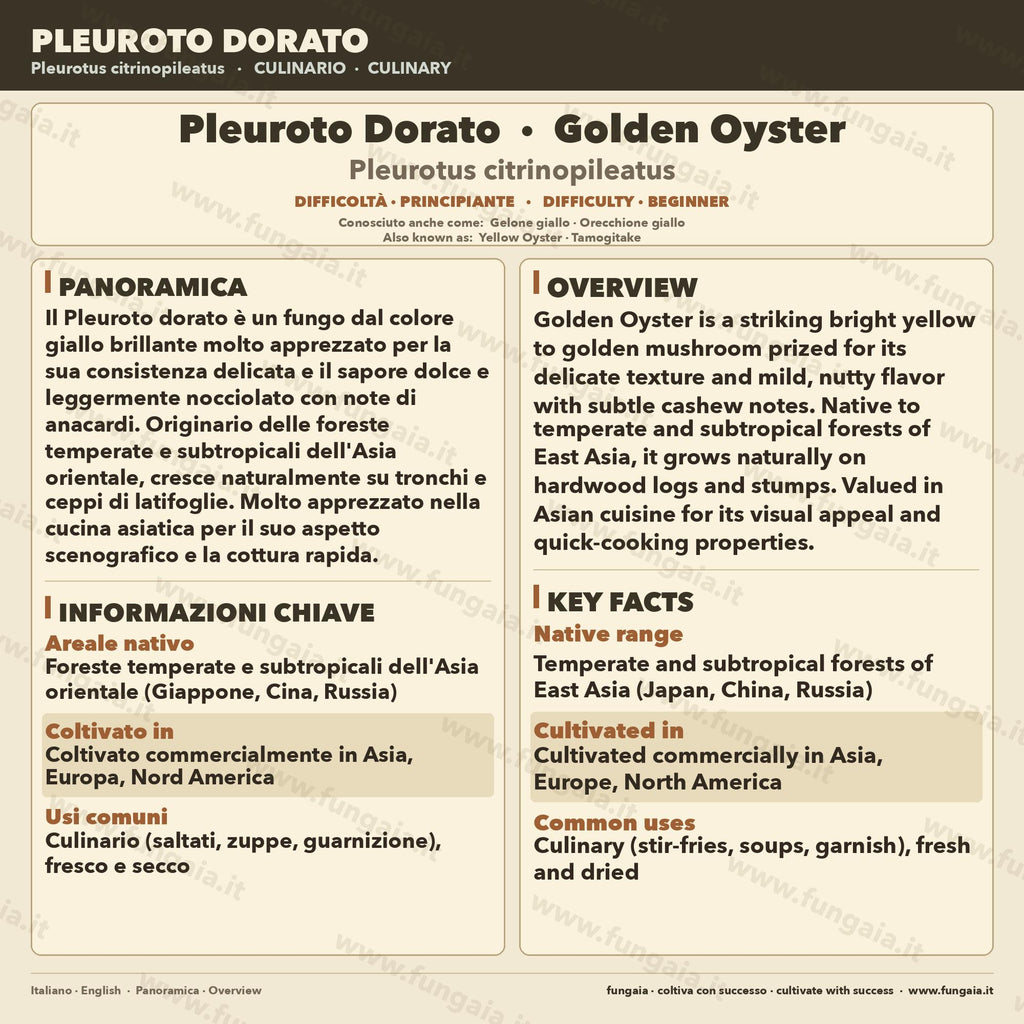 Golden Oyster Mushroom Liquid Culture 10ml  Pleurotus citrinopileatus - High Yield Live Mycelium - Gourmet Mushroom Grow Kit - Made in Italy
