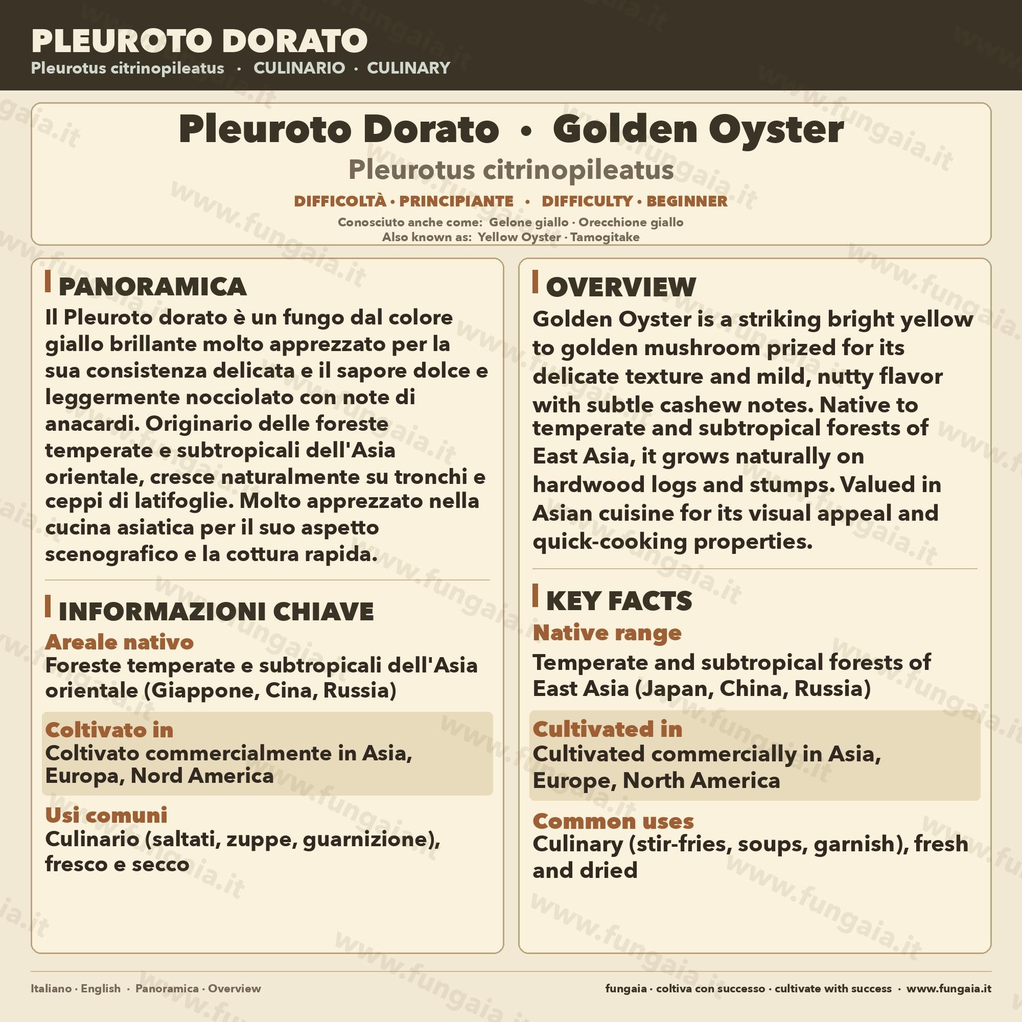 Golden Oyster Mushroom Liquid Culture 10ml  Pleurotus citrinopileatus - High Yield Live Mycelium - Gourmet Mushroom Grow Kit - Made in Italy