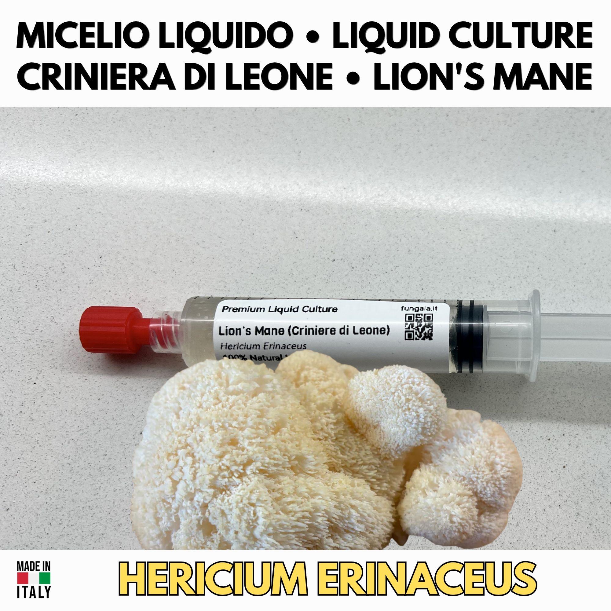 Coltura Liquida Hericium Erinaceus 10ml Micelio Vivo Lion's Mane