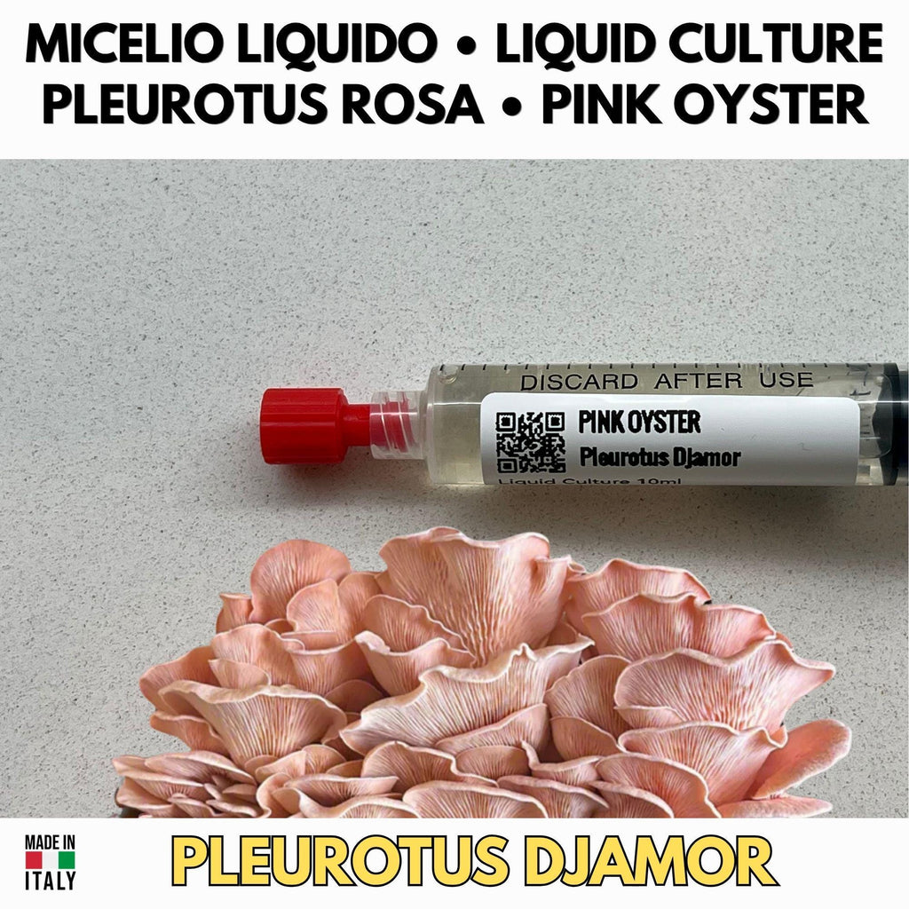 Pleurotus djamor Liquid Culture 10ml – Pink Oyster Mushroom Mycelium Professional Grade Italy