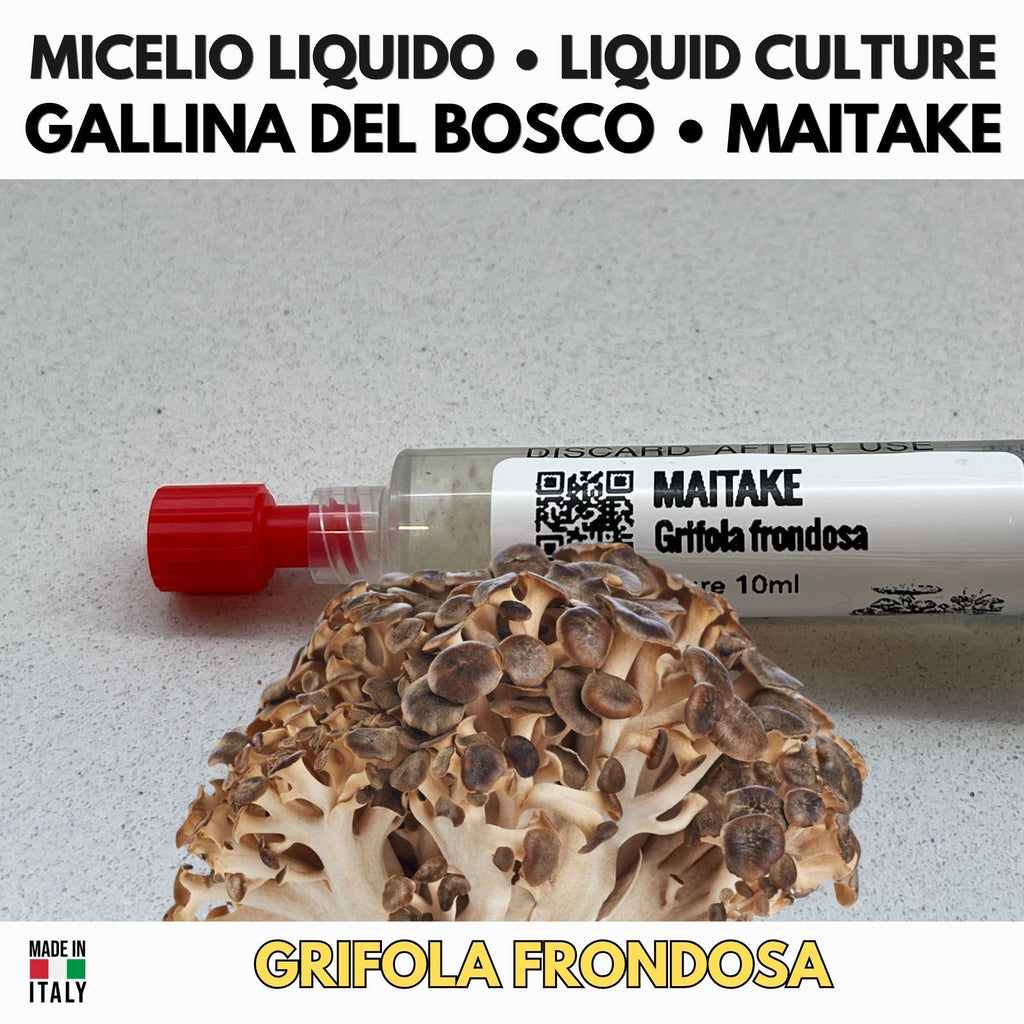 Maitake Micelio Vivo 10ml Coltura Liquida Grado Laboratorio Grifola Frondosa Inoculo Professionale Genetica Selezionata