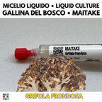 Maitake Micelio Vivo 10ml Coltura Liquida Grado Laboratorio Grifola Frondosa Inoculo Professionale Genetica Selezionata