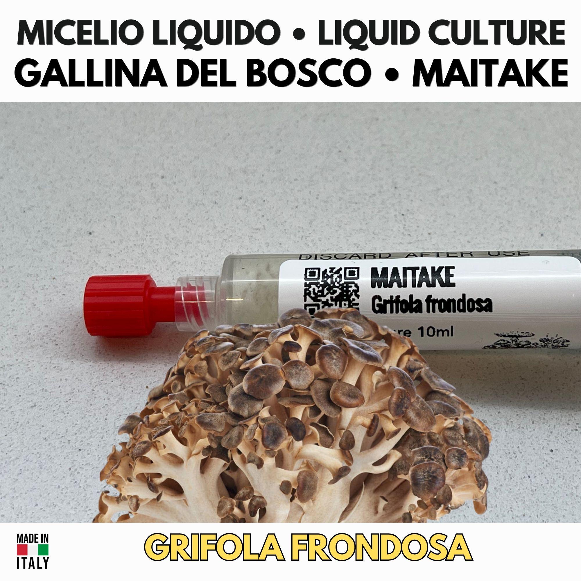 Maitake Micelio Vivo 10ml Coltura Liquida Grado Laboratorio Grifola Frondosa Inoculo Professionale Genetica Selezionata