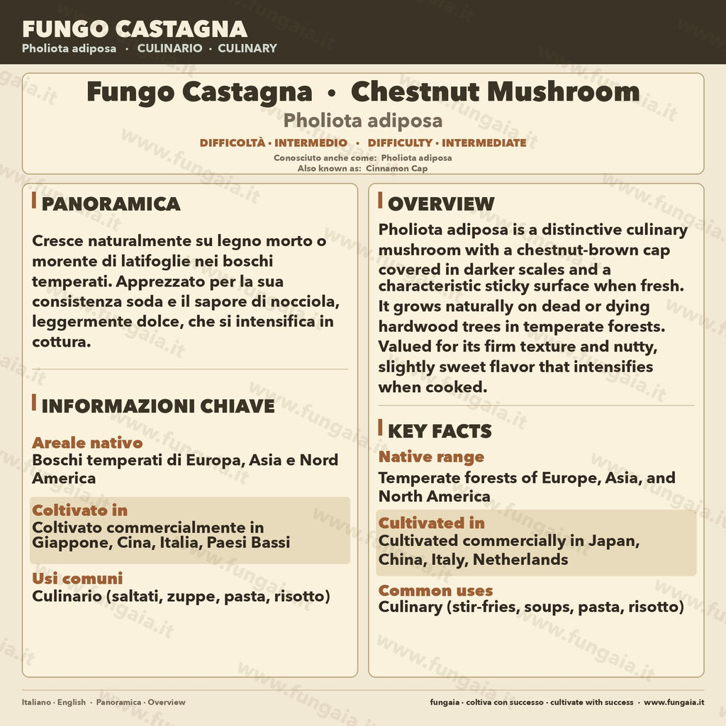 Pholiota adiposa Cultura Liquida 10ml - Fungo Chestnut Gourmet