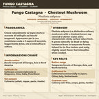 Pholiota adiposa Cultura Liquida 10ml - Fungo Chestnut Gourmet